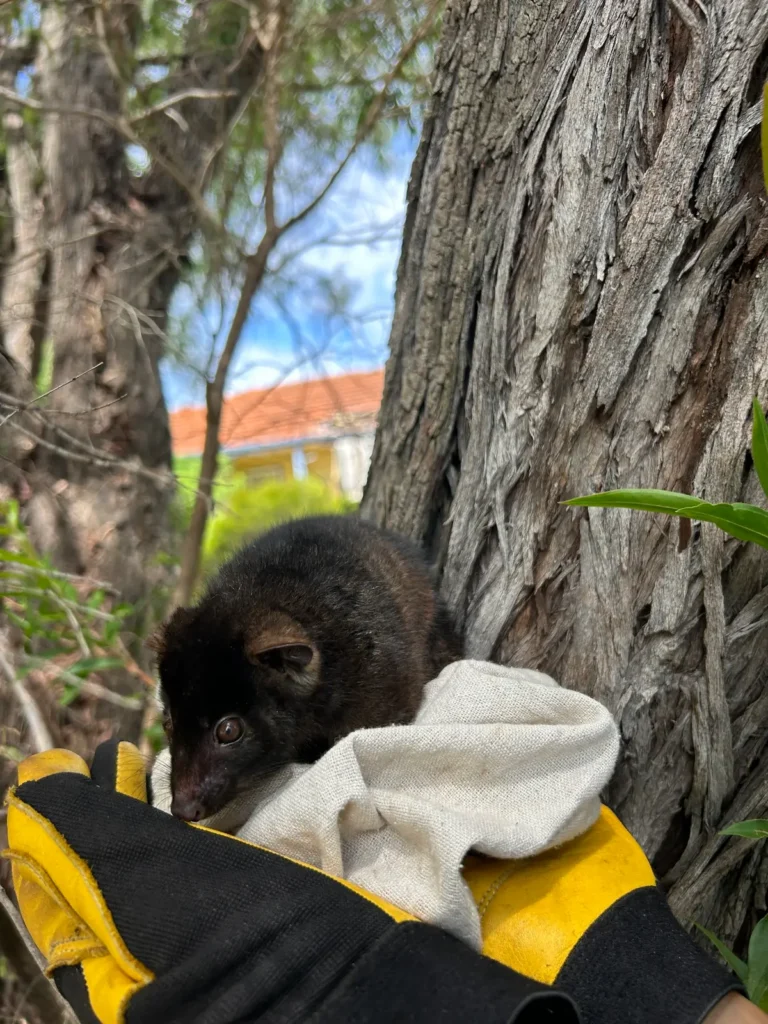 fauna spotting preclearance wa