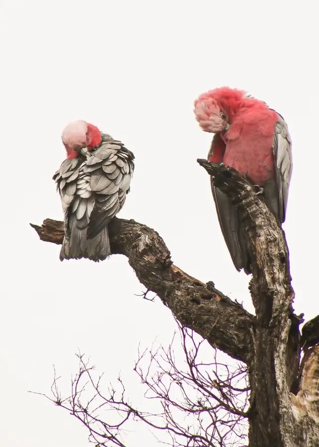 offset compliance reporting